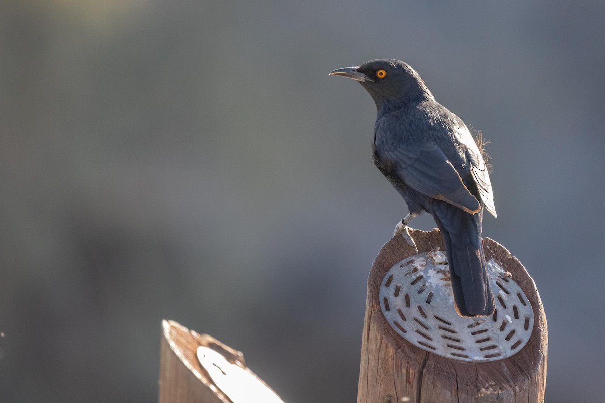 Pale-winged Starling - ML330922261