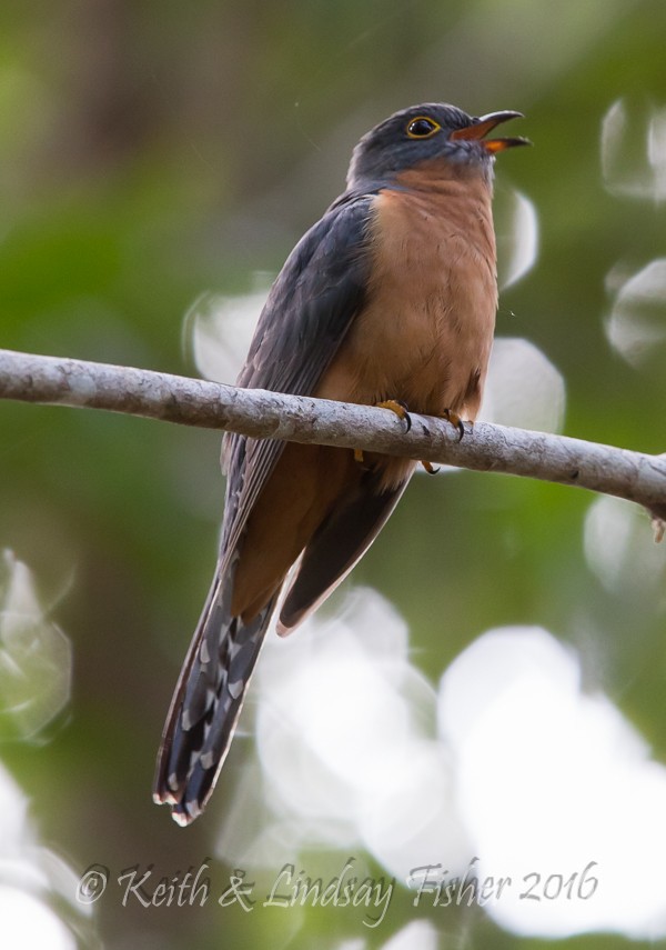 Chestnut-breasted Cuckoo - Keith & Lindsay Fisher