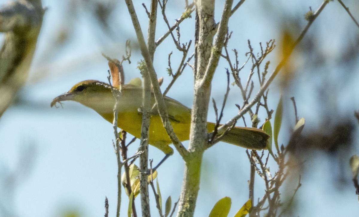 Yellow-billed Cuckoo - ML330933031