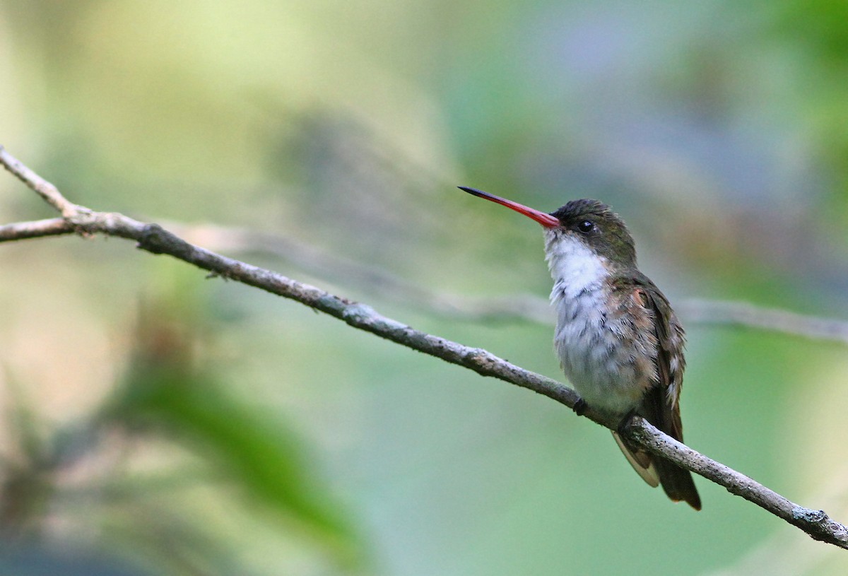 Green-fronted Hummingbird (Cinnamon-sided) - Andrew Spencer