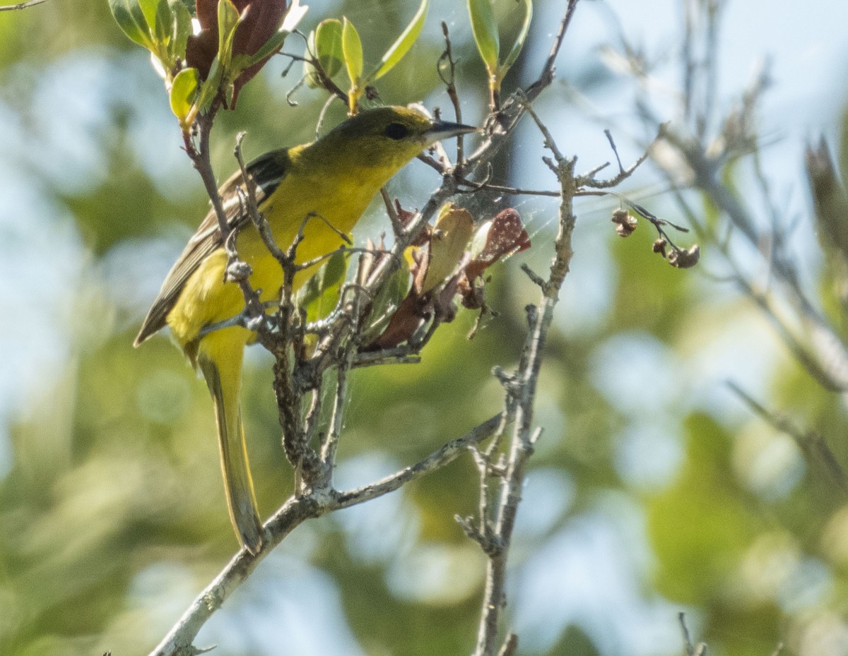 Orchard Oriole - ML330933291