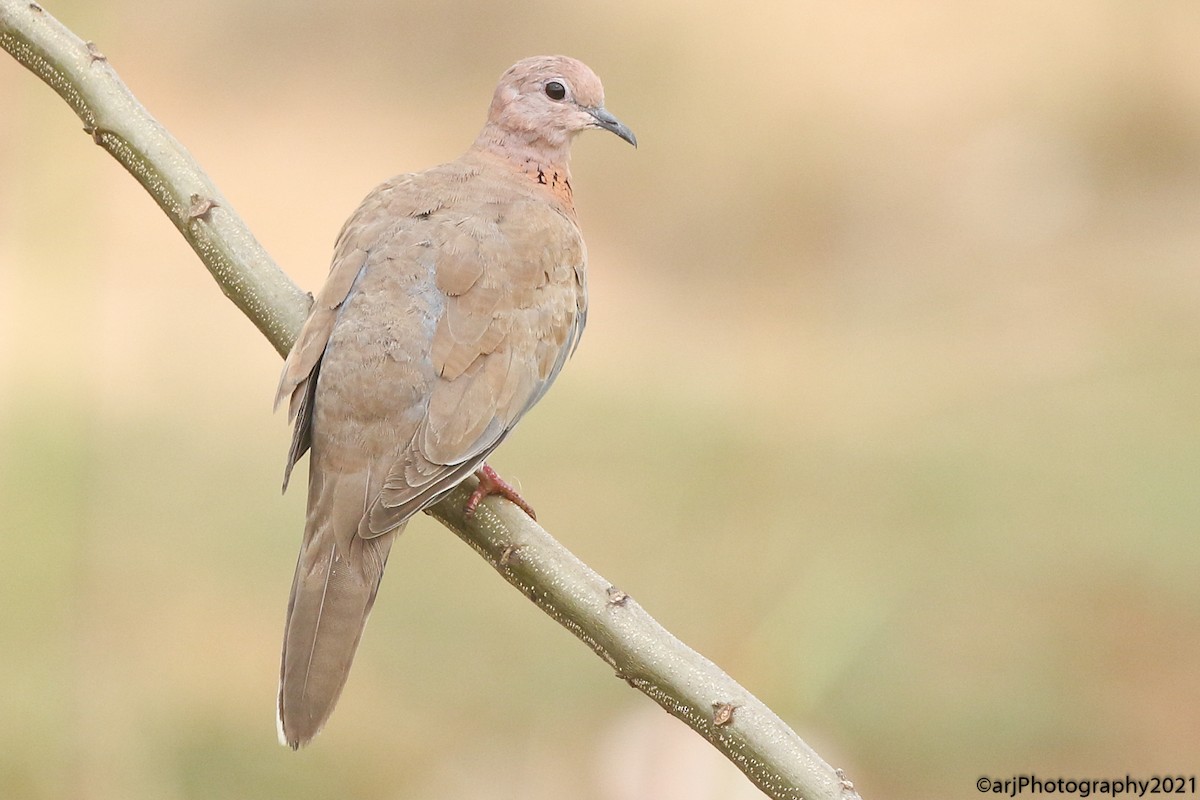 Laughing Dove - ML330935611