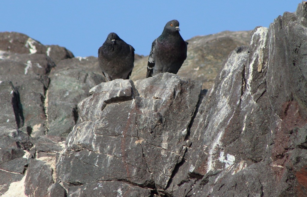 Rock Pigeon (Feral Pigeon) - Waldemar Valdebenito Figueroa