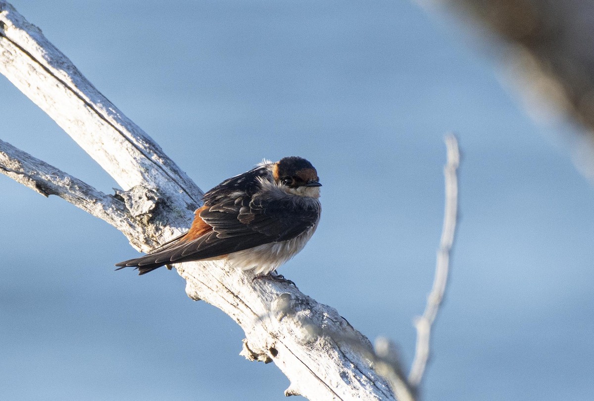 Cave Swallow - ML330944451
