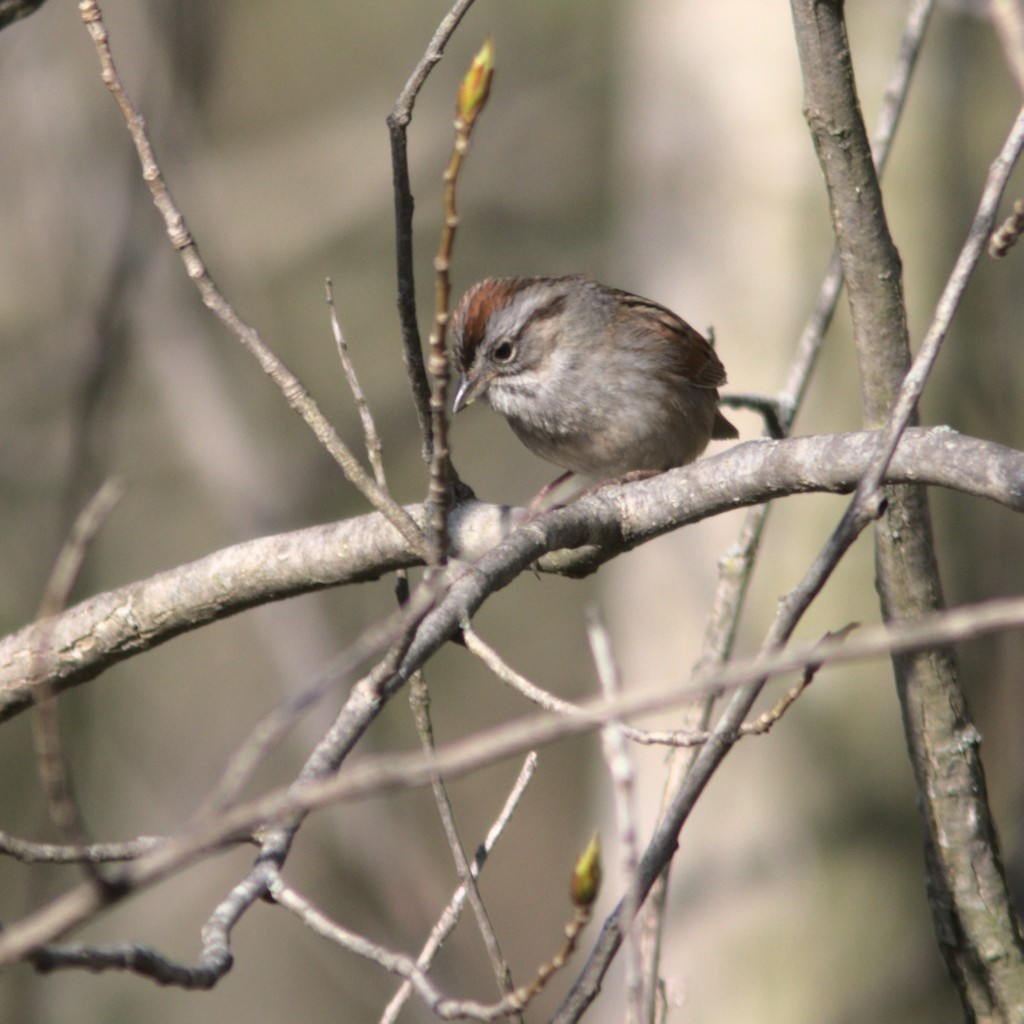 Swamp Sparrow - ML330946931