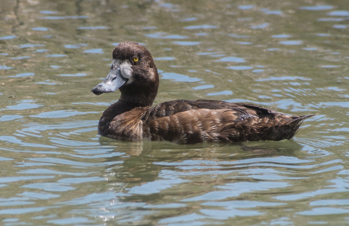 Greater Scaup - ML330947561