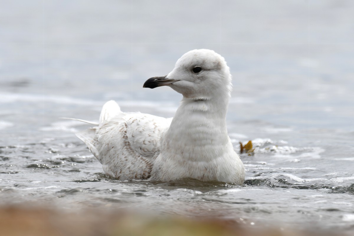 Iceland Gull (kumlieni) - Sam Miller