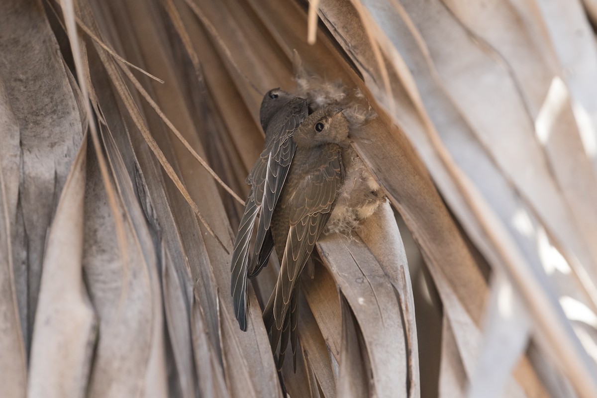 African Palm Swift - Michel Gutierrez