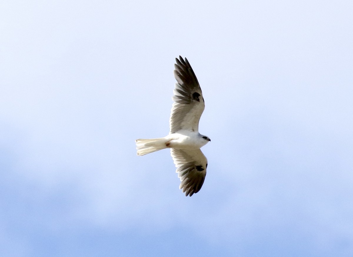 White-tailed Kite - John Bruin