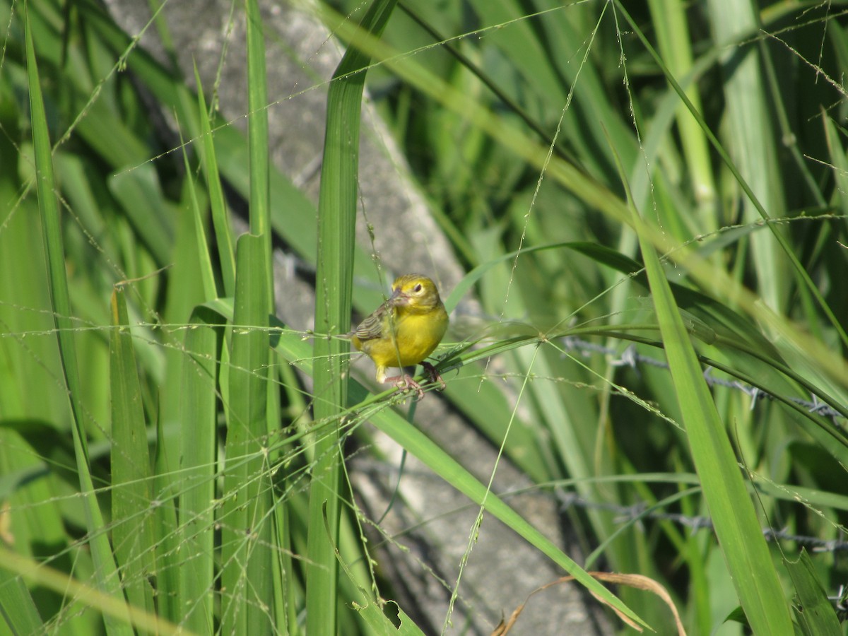 Grassland Yellow-Finch - Maira Holguín Ruiz