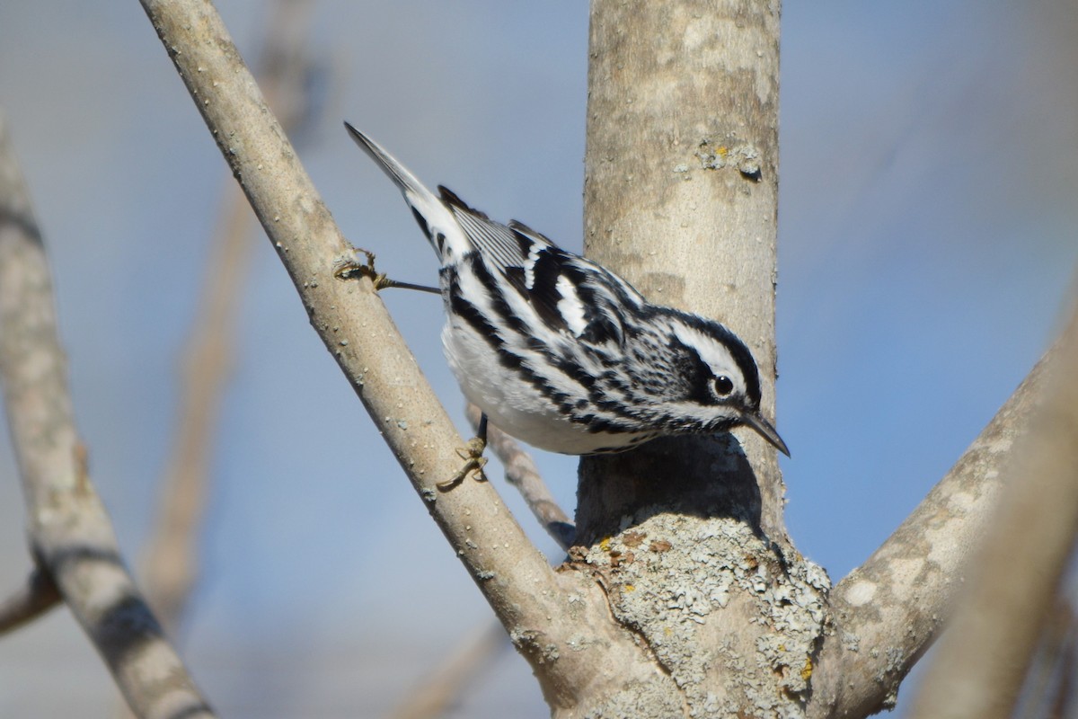 Black-and-white Warbler - ML330960411