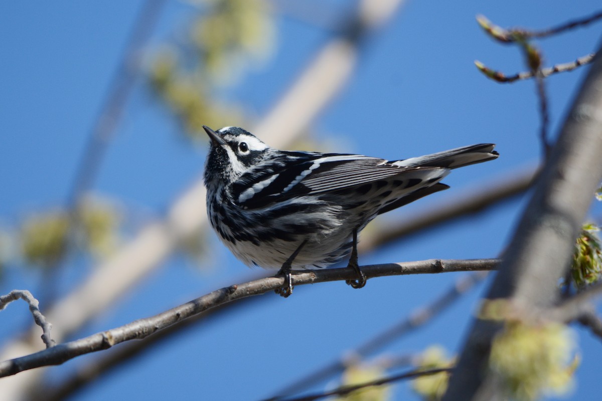Black-and-white Warbler - ML330960511