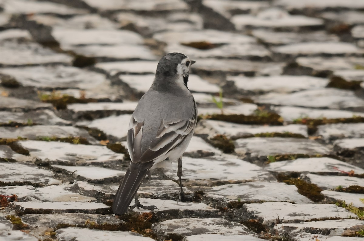 White Wagtail (White-faced) - ML330962721
