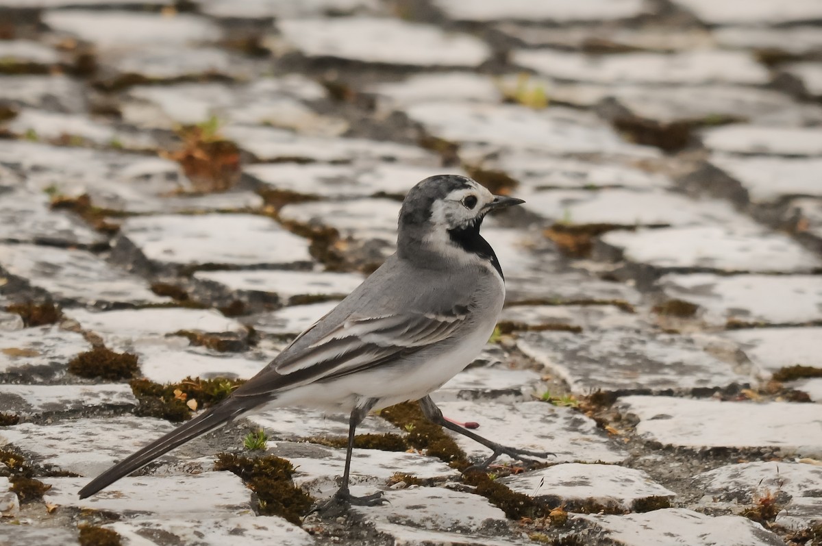 White Wagtail (White-faced) - ML330962731