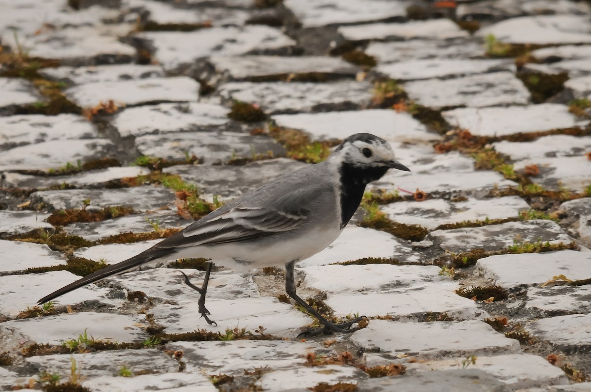 White Wagtail (White-faced) - ML330962741