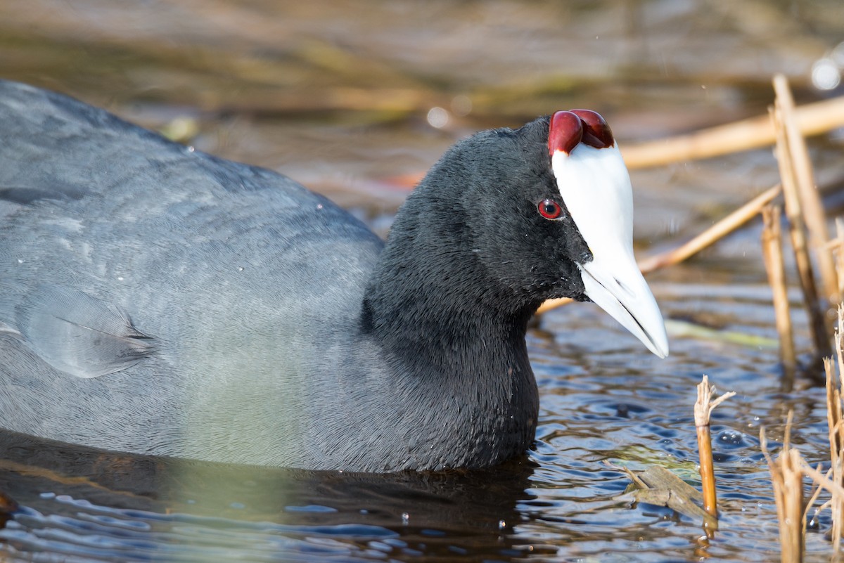 Red-knobbed Coot - ML330963391