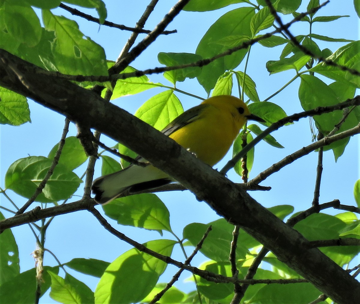 Prothonotary Warbler - BJ Little