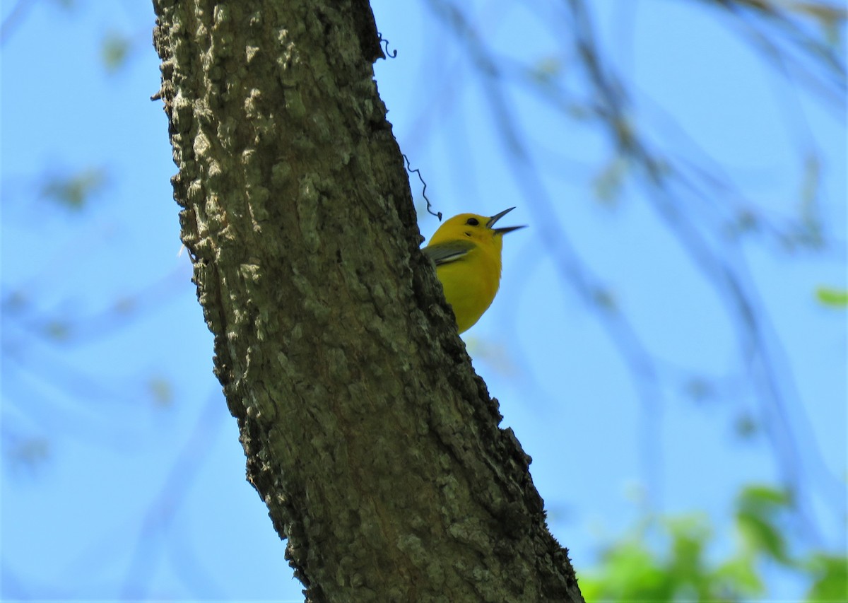 Prothonotary Warbler - BJ Little