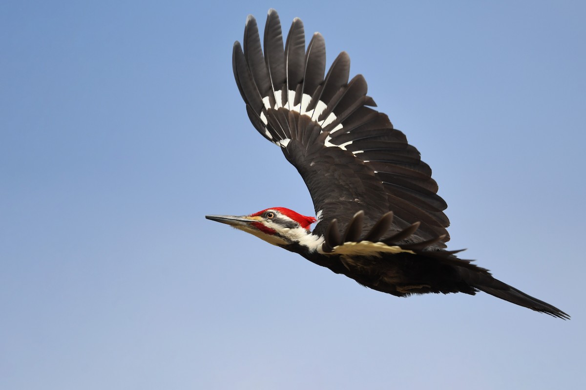 Pileated Woodpecker - Lev Frid