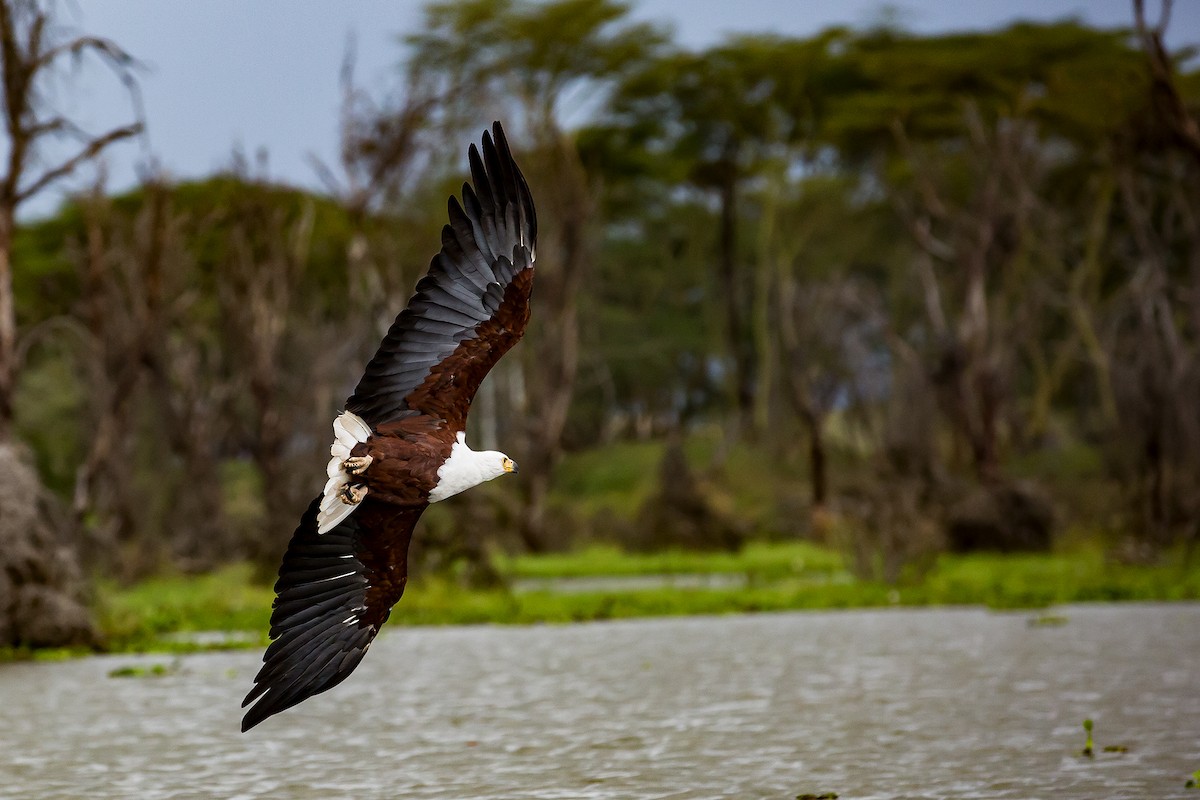 African Fish-Eagle - ML330964881