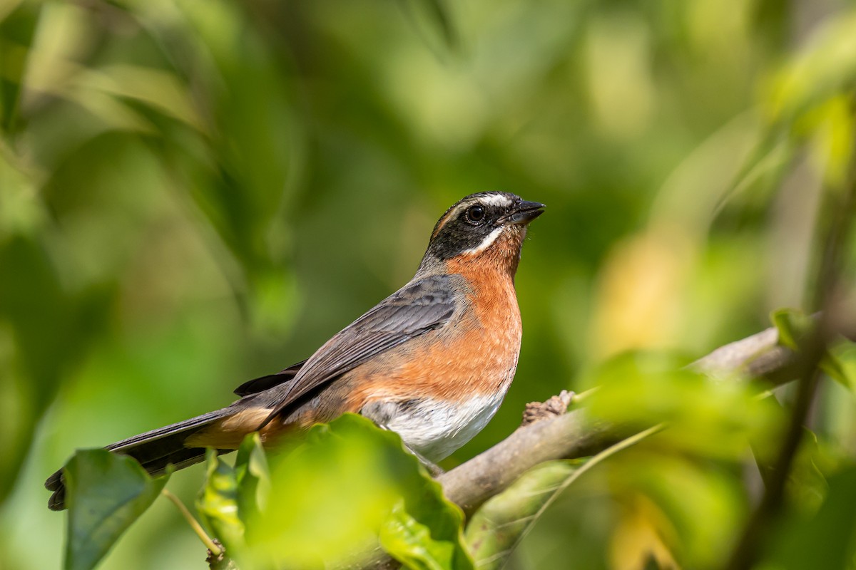 Black-and-rufous Warbling Finch - ML330969711
