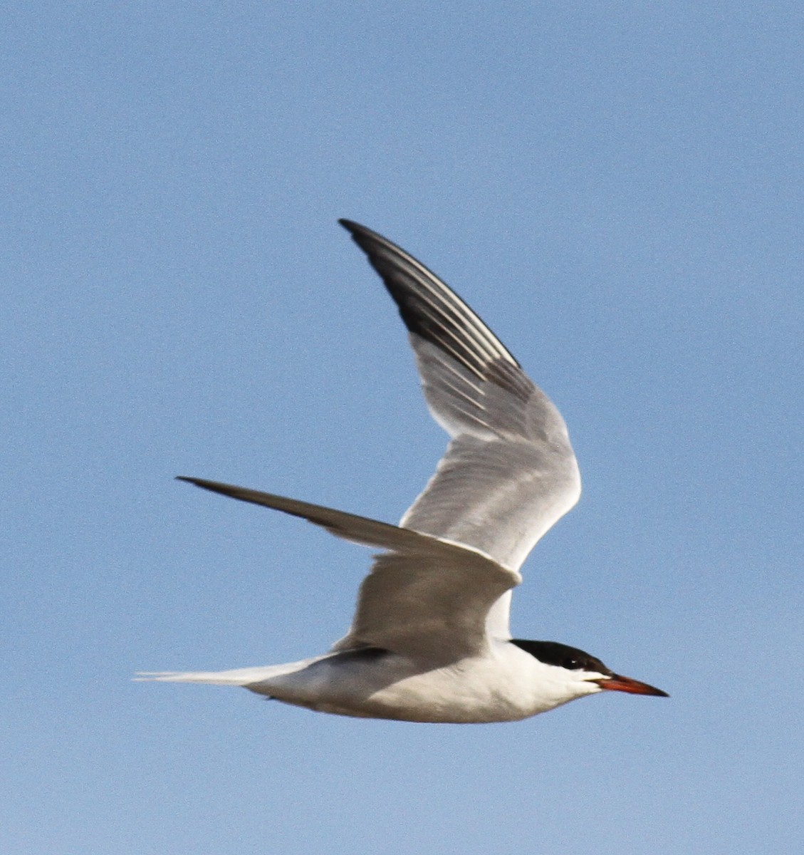 Common Tern - Greg Ward