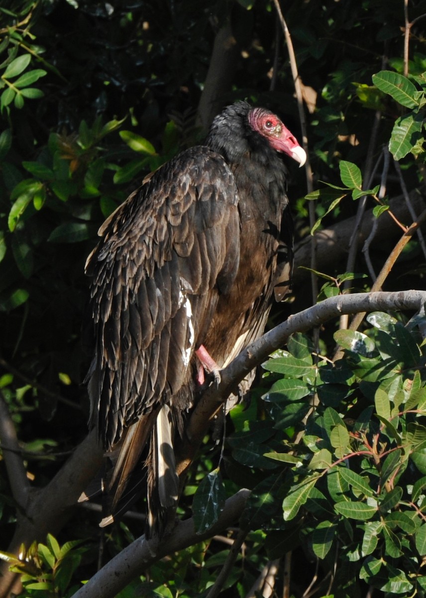 Turkey Vulture - Cliff Peterson