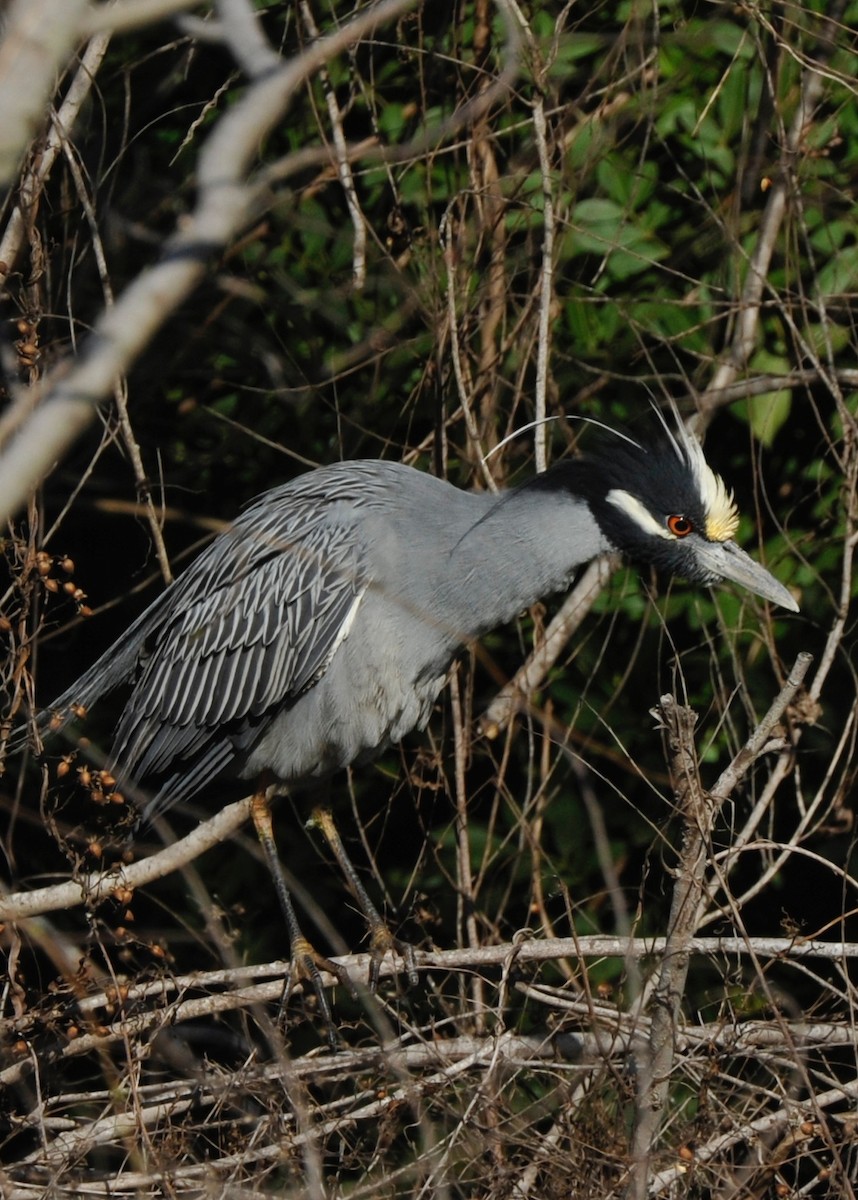 Yellow-crowned Night Heron - Cliff Peterson