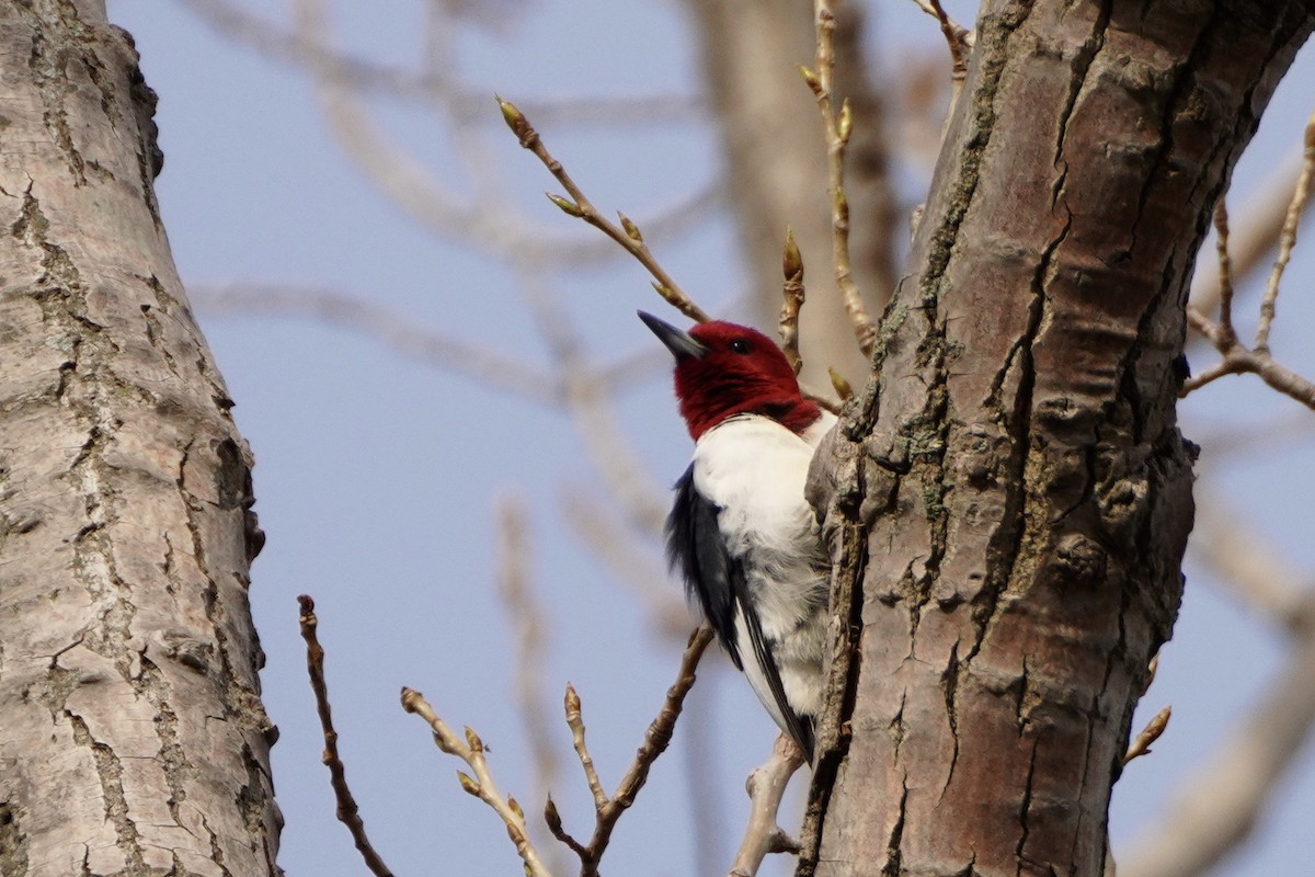 Red-headed Woodpecker - ML330982861