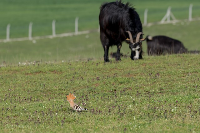 Bird foraging in grassland during breeding season; İstanbul, Türkiye. - Eurasian Hoopoe - 