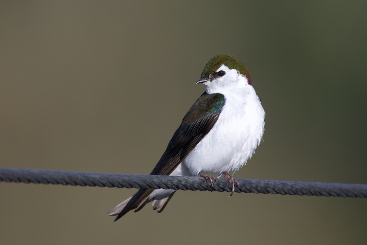 Violet-green Swallow - ML330991241
