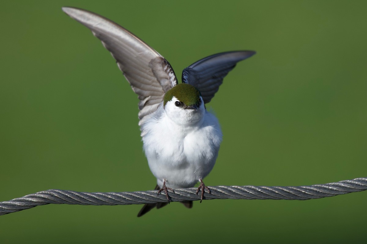 Violet-green Swallow - ML330991381