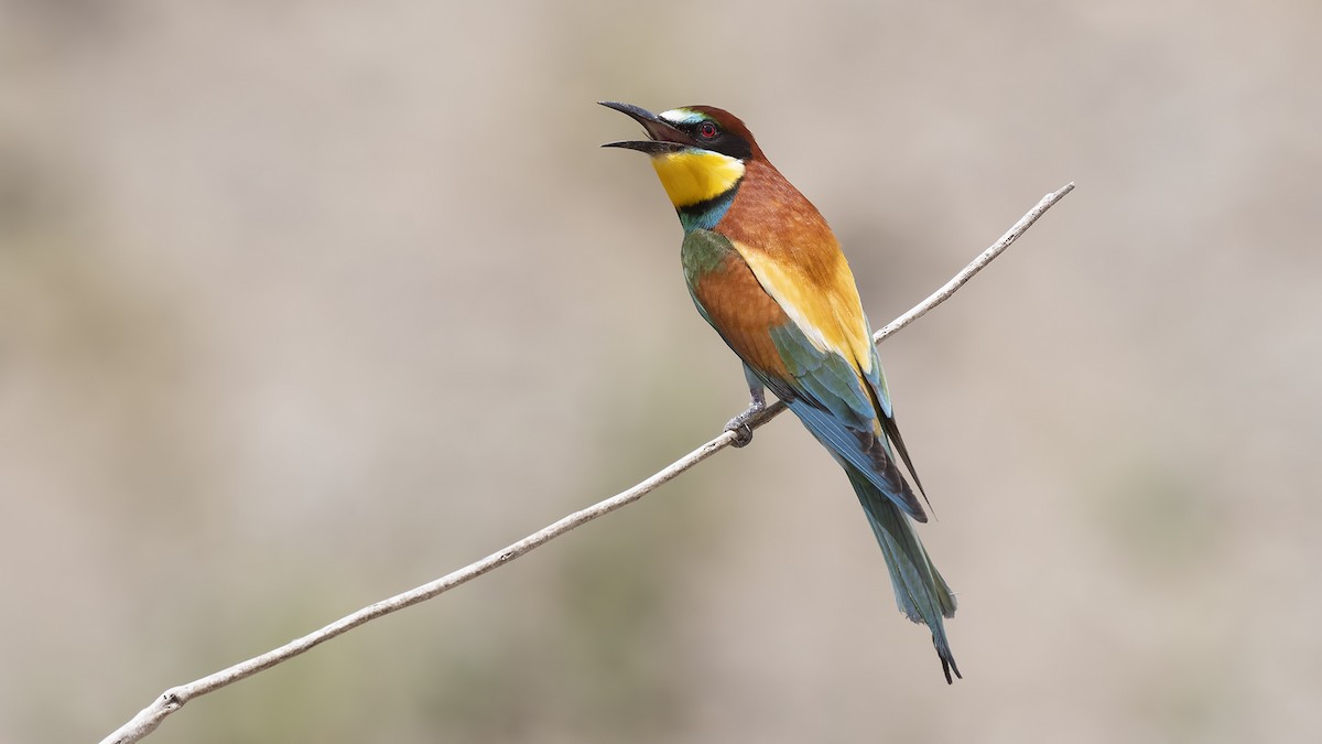 European Bee-eater - ML330996701