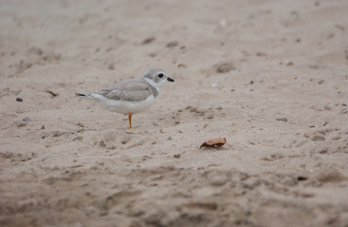 Piping Plover - ML33100501