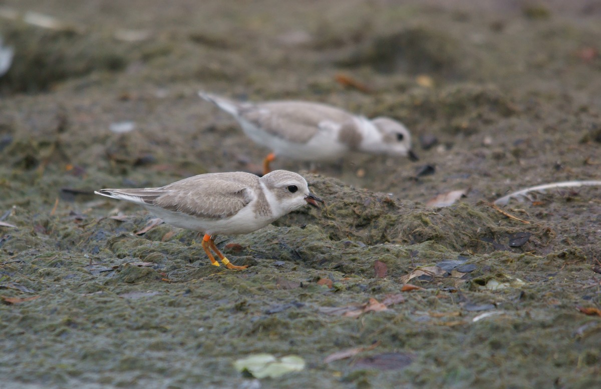 Piping Plover - ML33100511