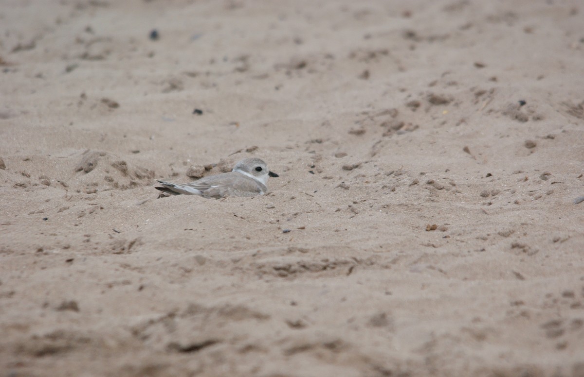Piping Plover - ML33100541