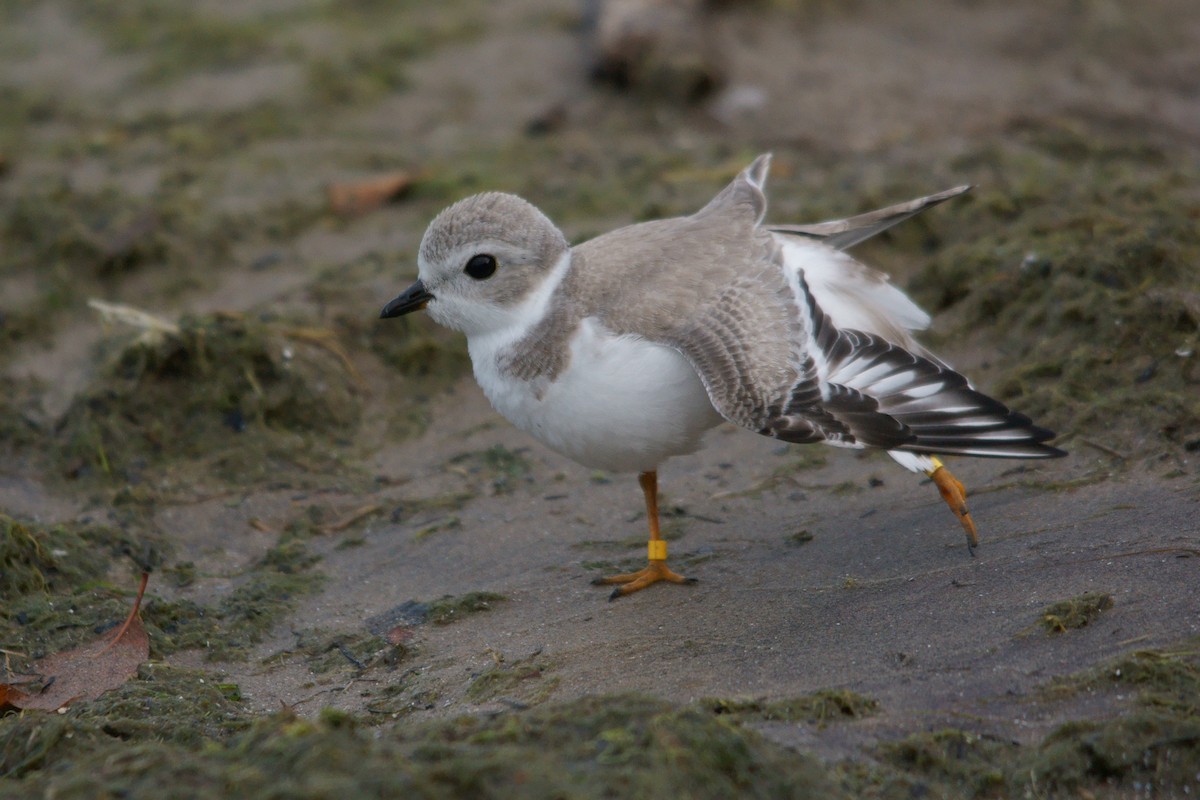 Piping Plover - Caleb Scholtens
