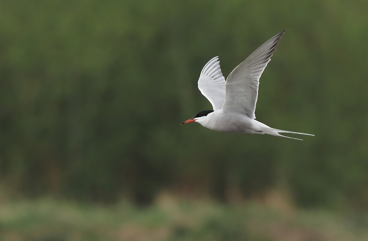 Common Tern - Robert Hutchinson