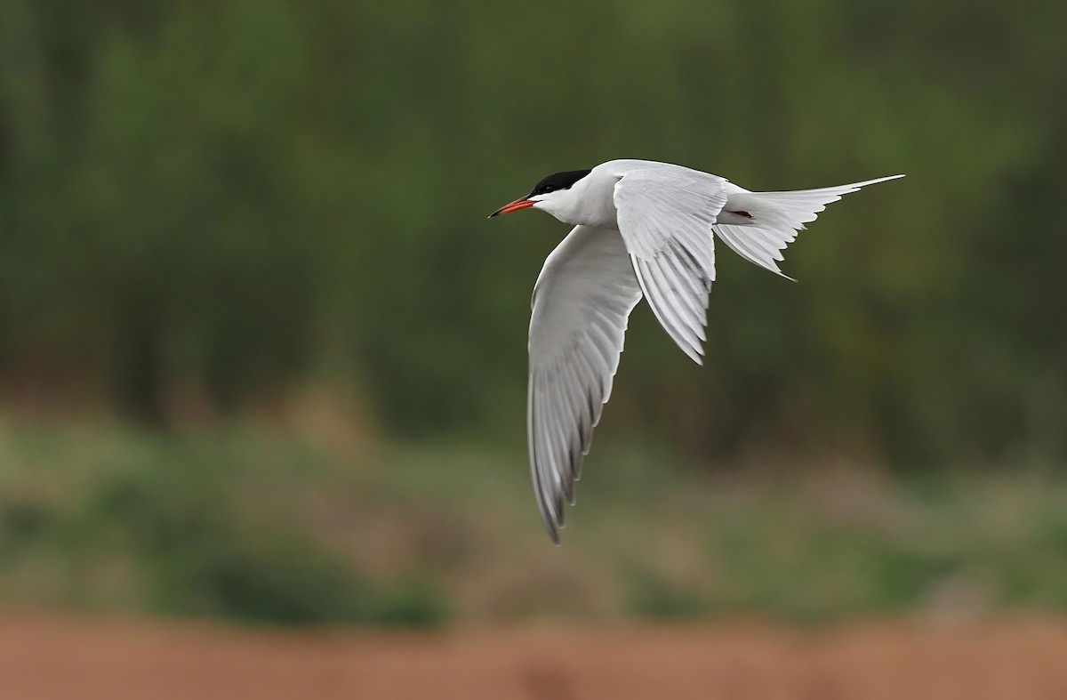 Common Tern - ML331014441