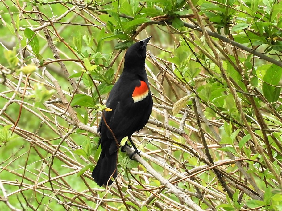 Red-winged Blackbird - John Gaglione