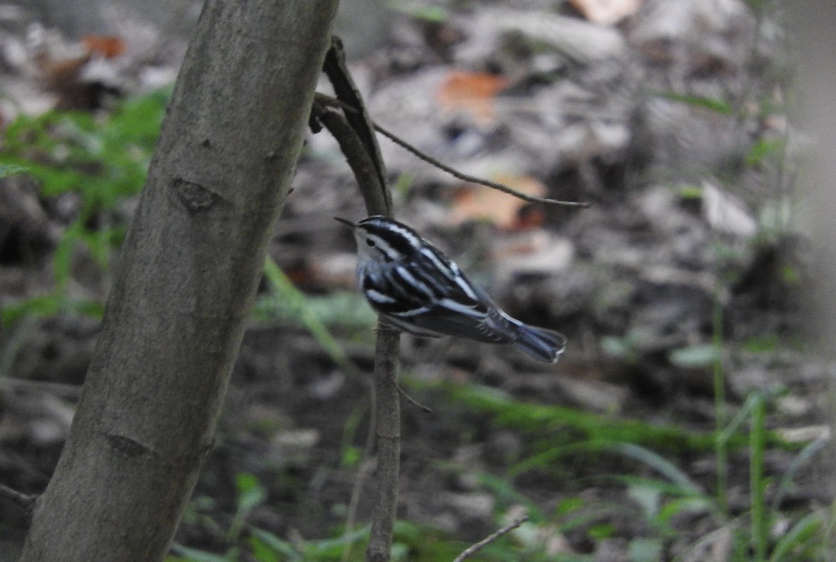 Black-and-white Warbler - ML33101621