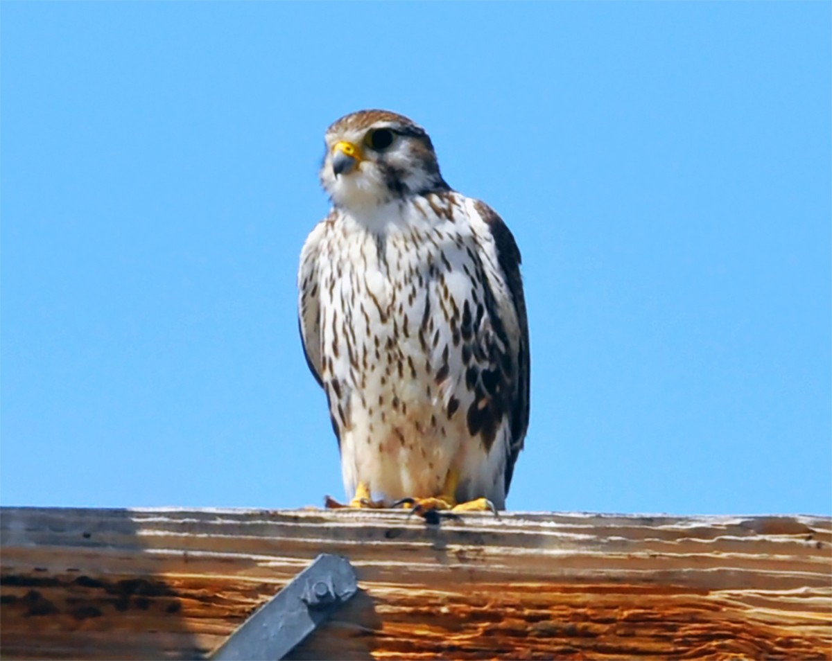 Prairie Falcon - Heather Lauer