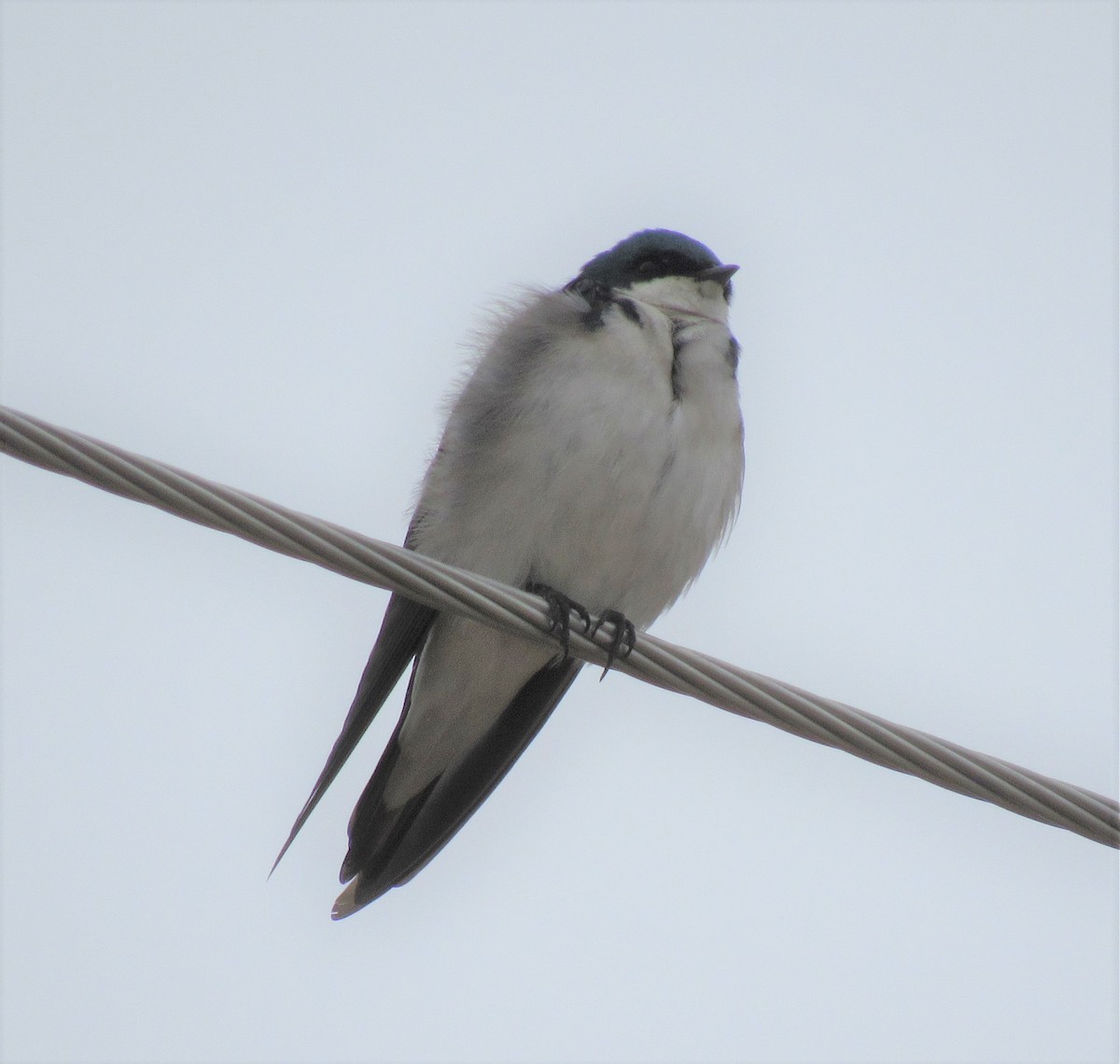 Tree Swallow - The Vermont Birder Guy