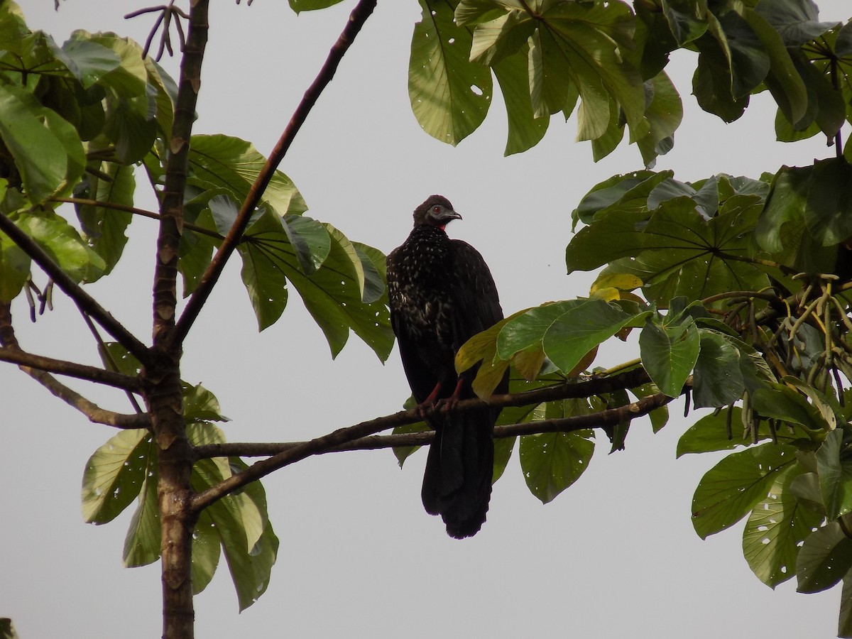 Crested Guan - Basilio Mes / Belize Bird Guide