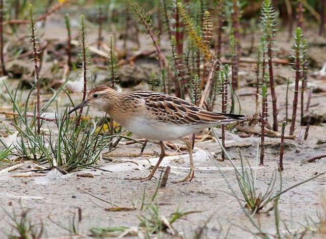 Juvenile's habitat in its fall migration in Alaska; Alaska, United States. - Sharp-tailed Sandpiper - 