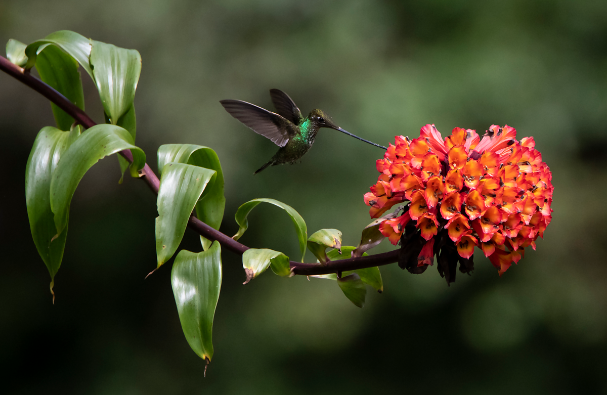 Sword-billed Hummingbird - ML331030701
