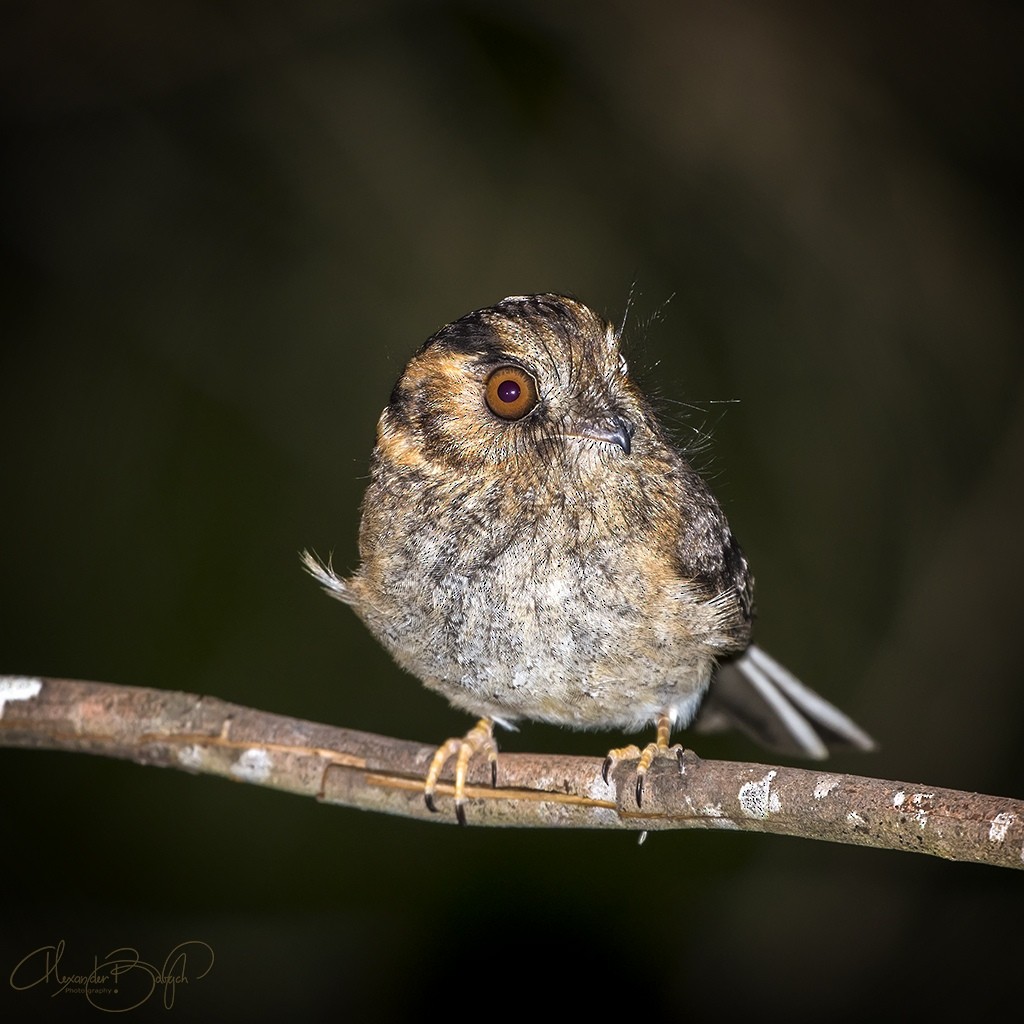 Australian Owlet-nightjar - ML331035381