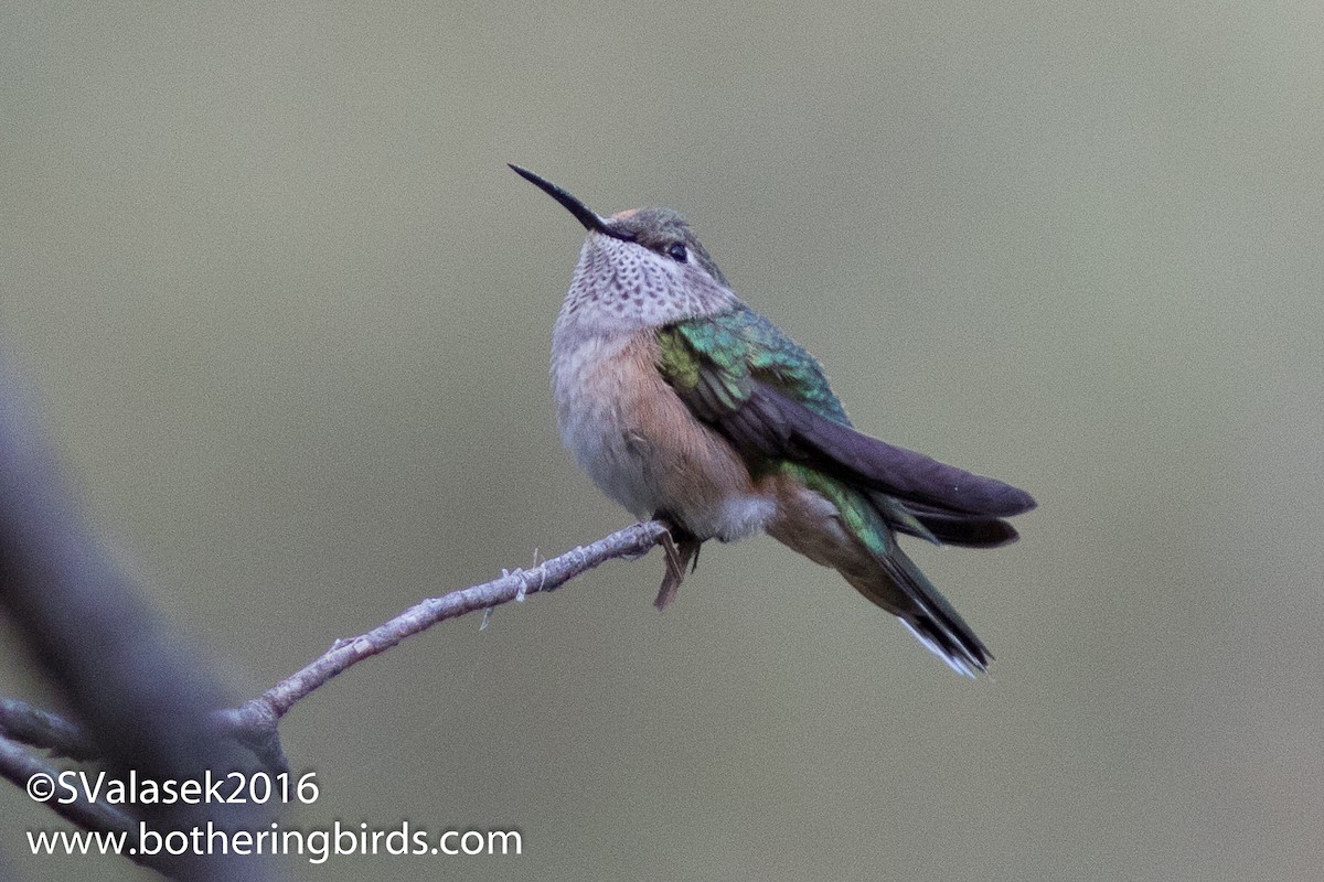 Broad-tailed Hummingbird - Steve Valasek