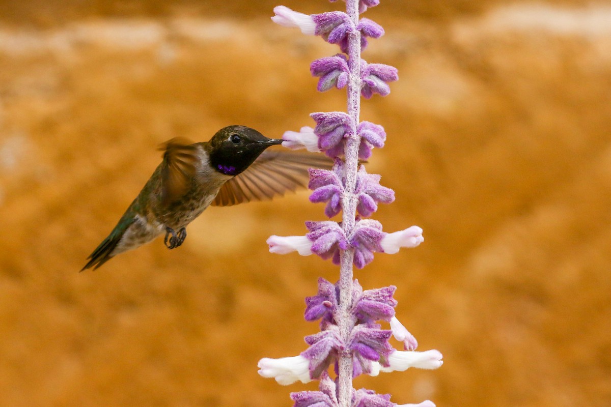 Black-chinned Hummingbird - Julie Ibarra
