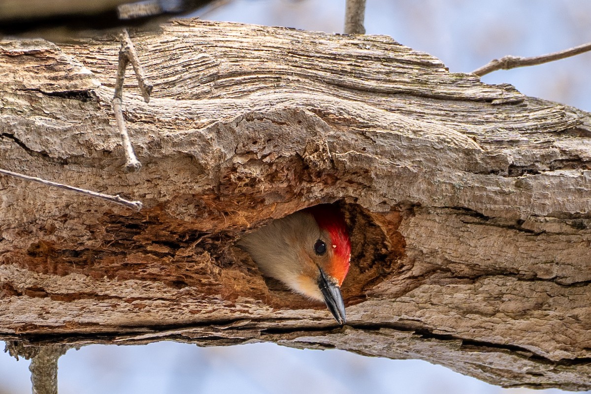 Red-bellied Woodpecker - ML331040661